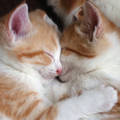 Two kittens snuggled